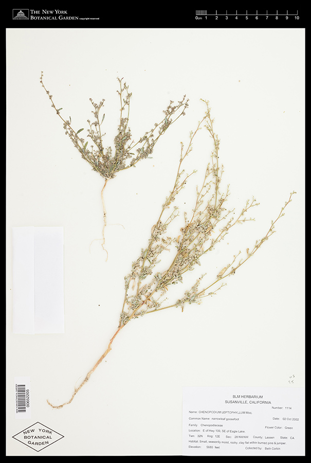 Herbarium sheet of 